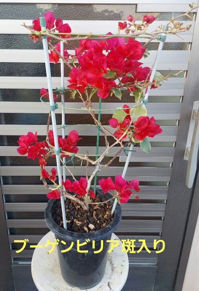 ブーゲンビリア斑入り　希少 No96