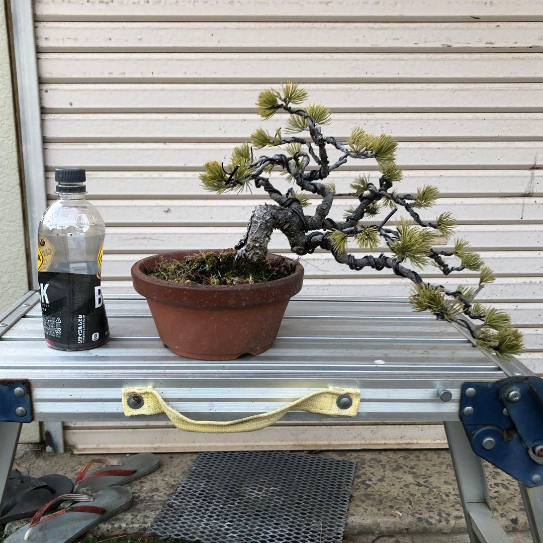 吾妻五葉松盆栽