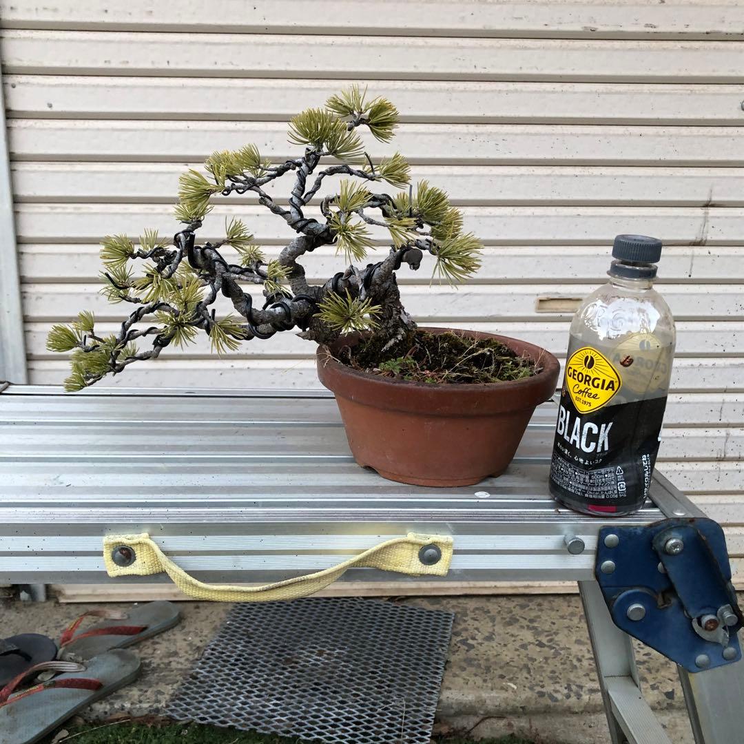 吾妻五葉松盆栽