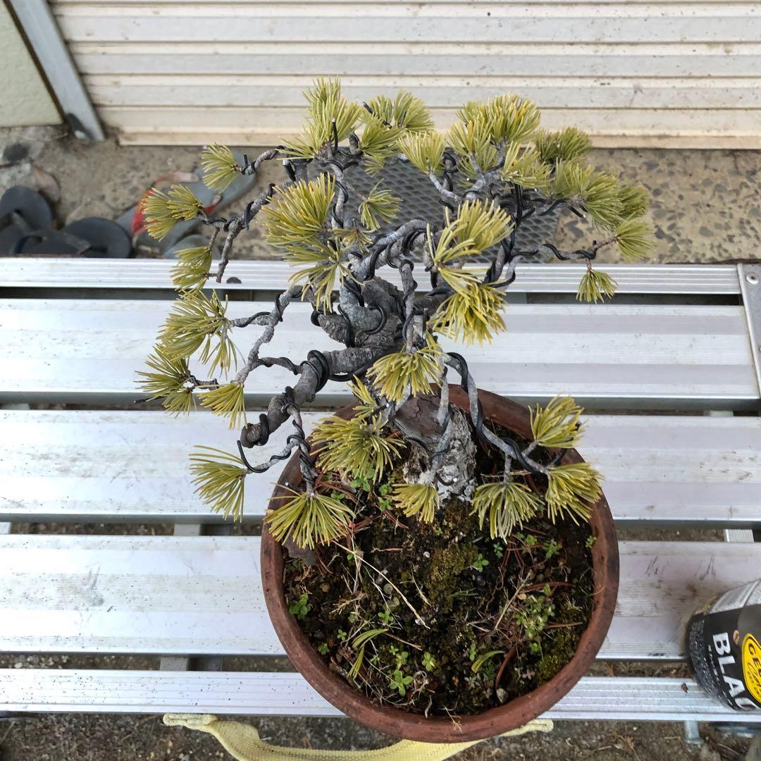 吾妻五葉松盆栽