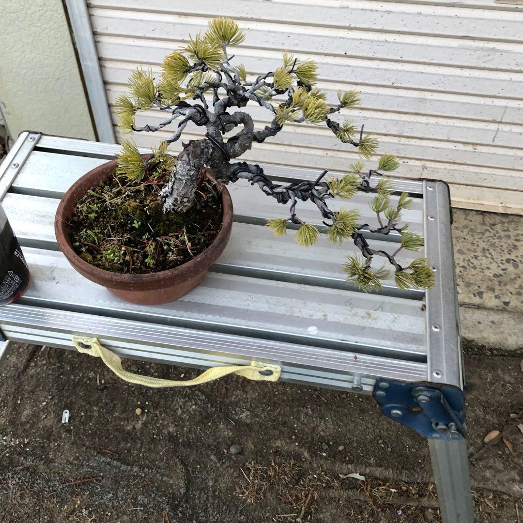 吾妻五葉松盆栽