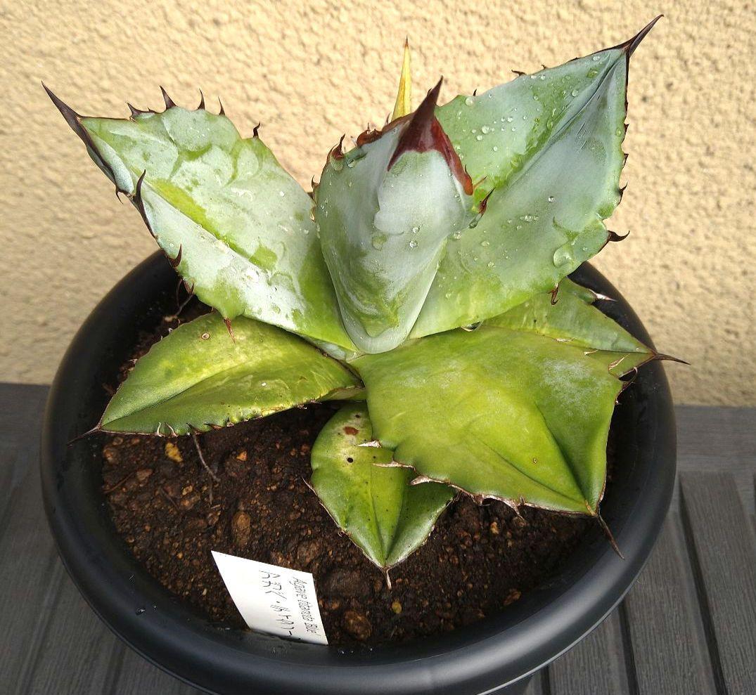 特選　実生アガベ・ティタノータブルー 黒鉢付き 観葉植物