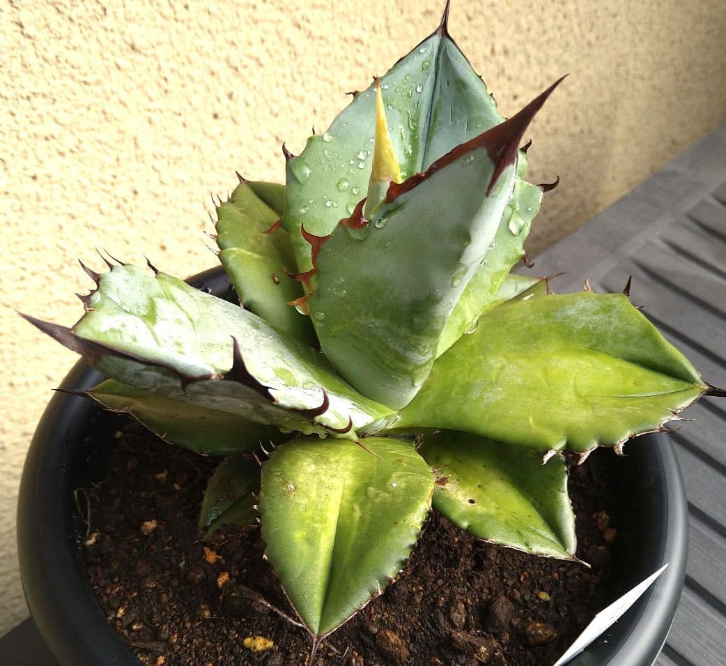 特選　実生アガベ・ティタノータブルー 黒鉢付き 観葉植物