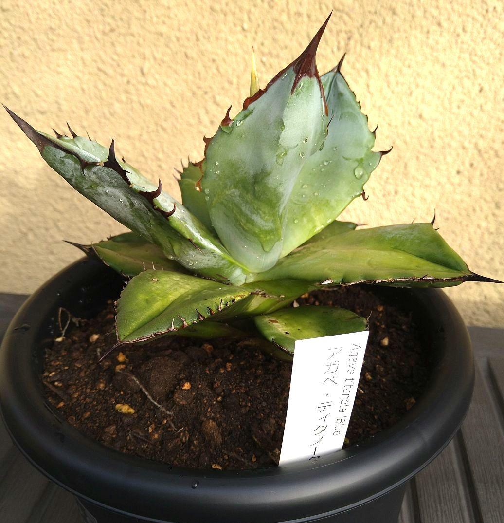 特選　実生アガベ・ティタノータブルー 黒鉢付き 観葉植物