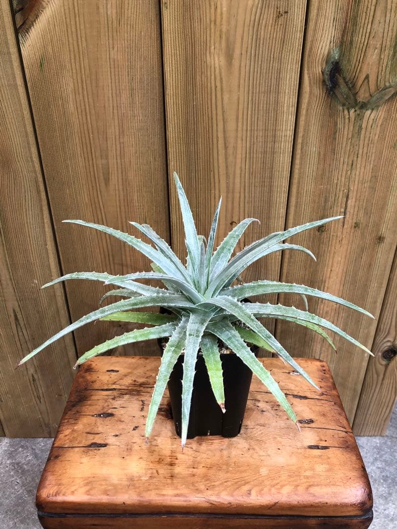 ヘクチア・グロメラータ②