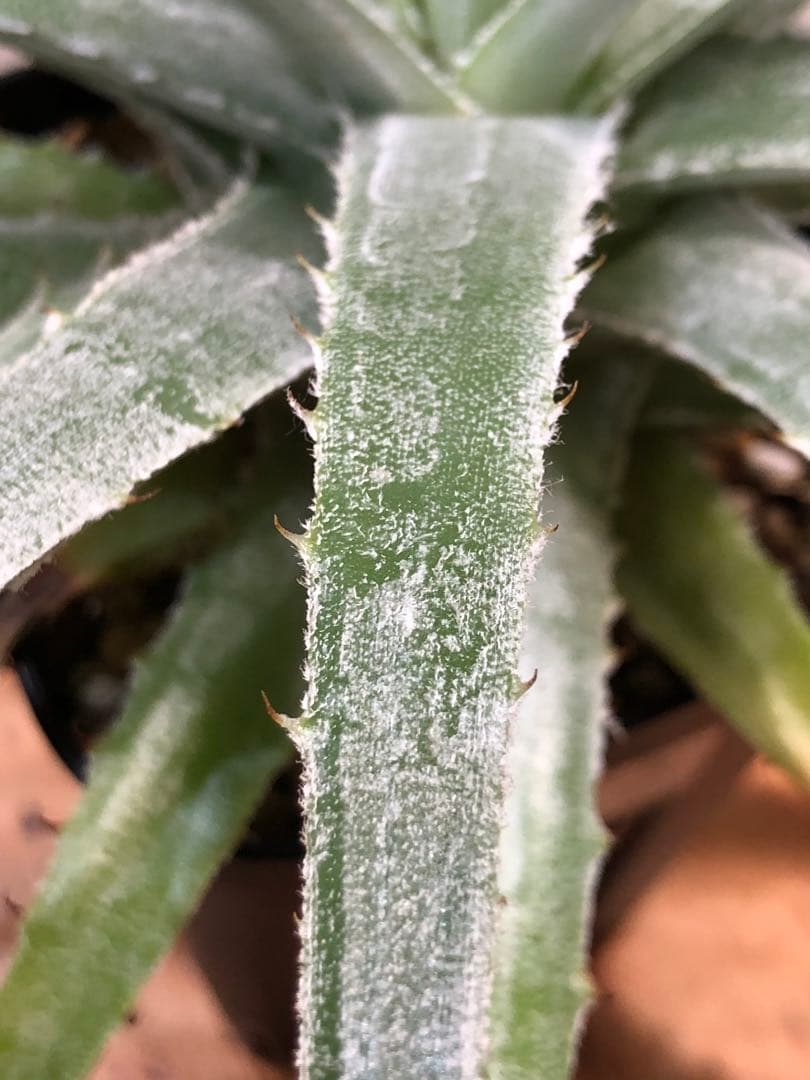 ヘクチア・グロメラータ②