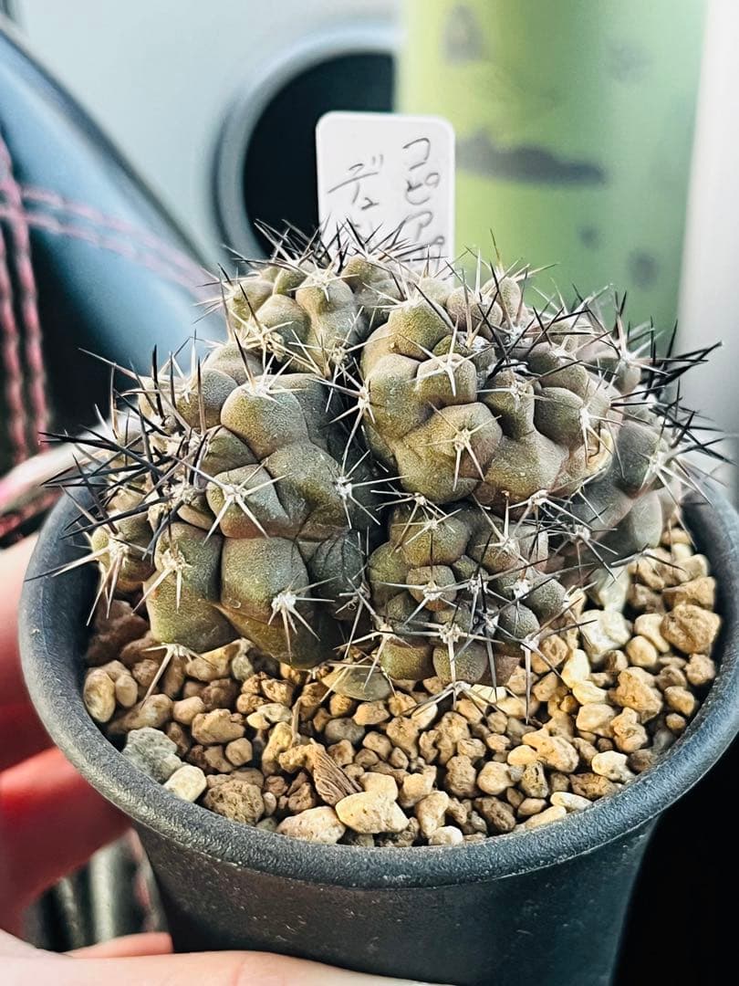 年末年始SALE✨現物①点限り✨超激レア✨黒棘　デュラ接降群生　コピアポア