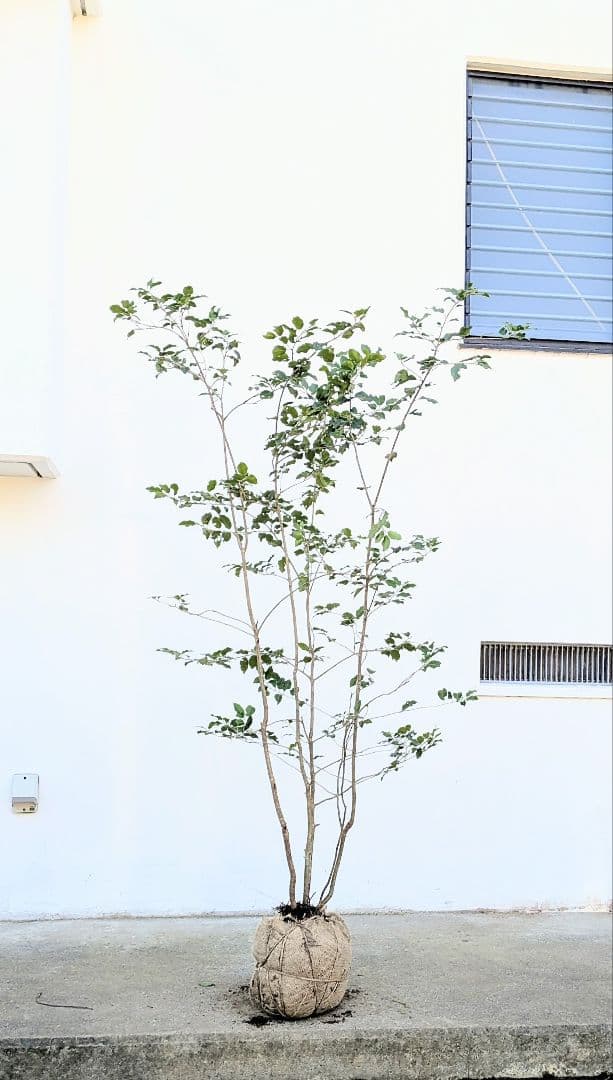 希少雄株。山採りソヨゴ。