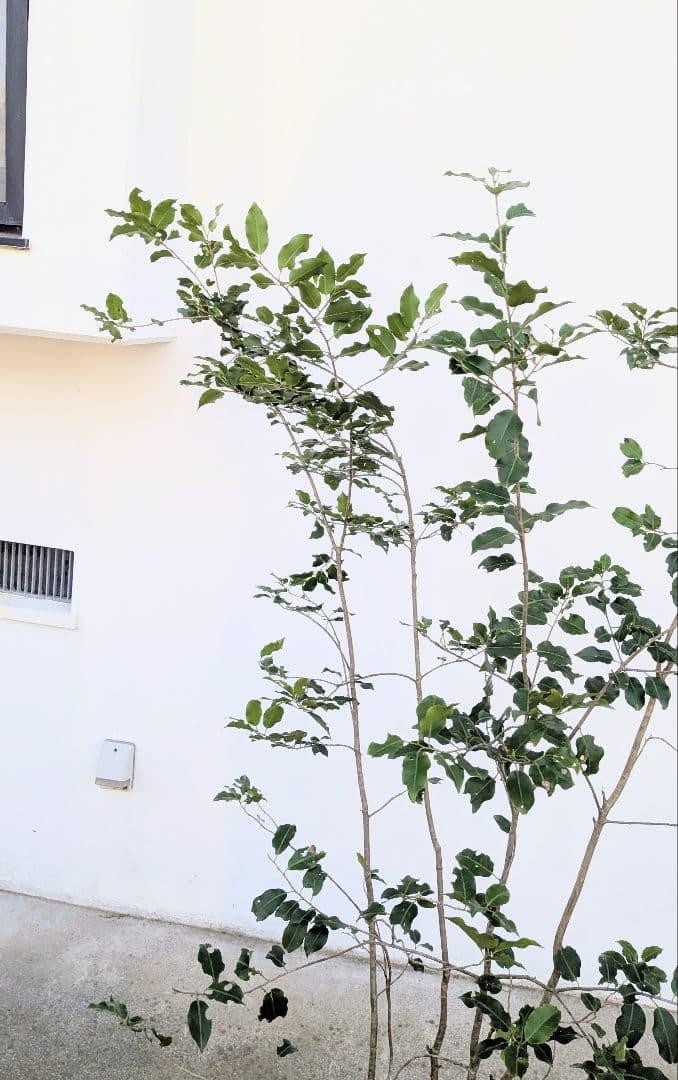 希少雄株。山採りソヨゴ。