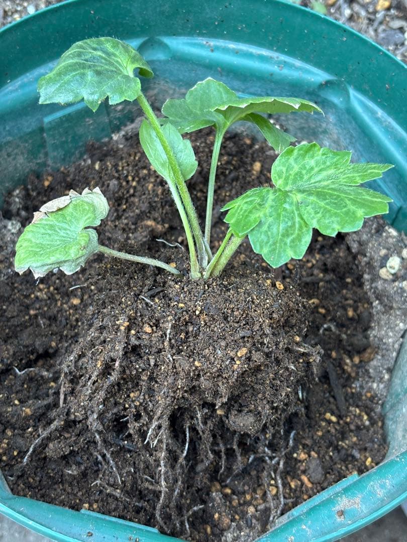 【専用】2ポット