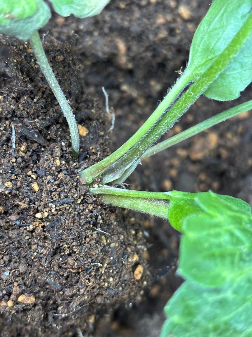 【専用】2ポット