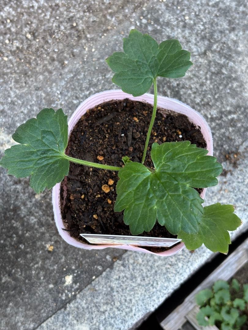 【専用】2ポット