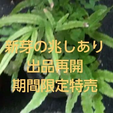 ワケアリ 中⑥ 品種不明シダ