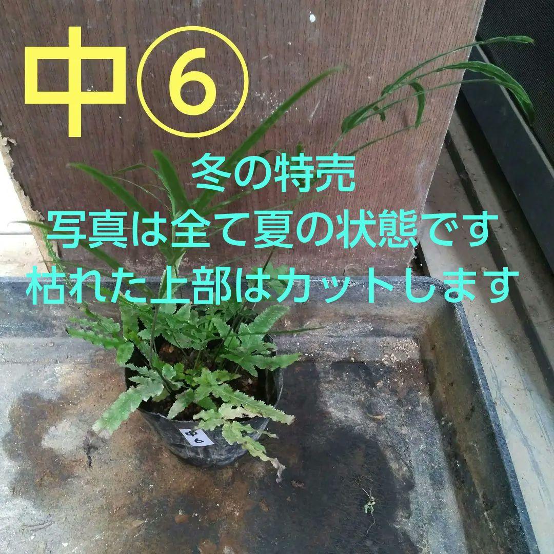 ワケアリ 中⑥ 品種不明シダ