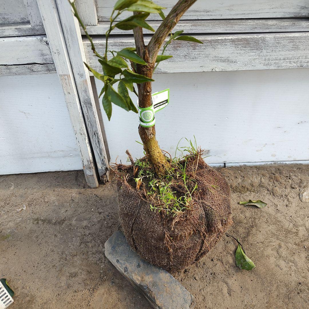 せとか 3年生 登録品種 苗木