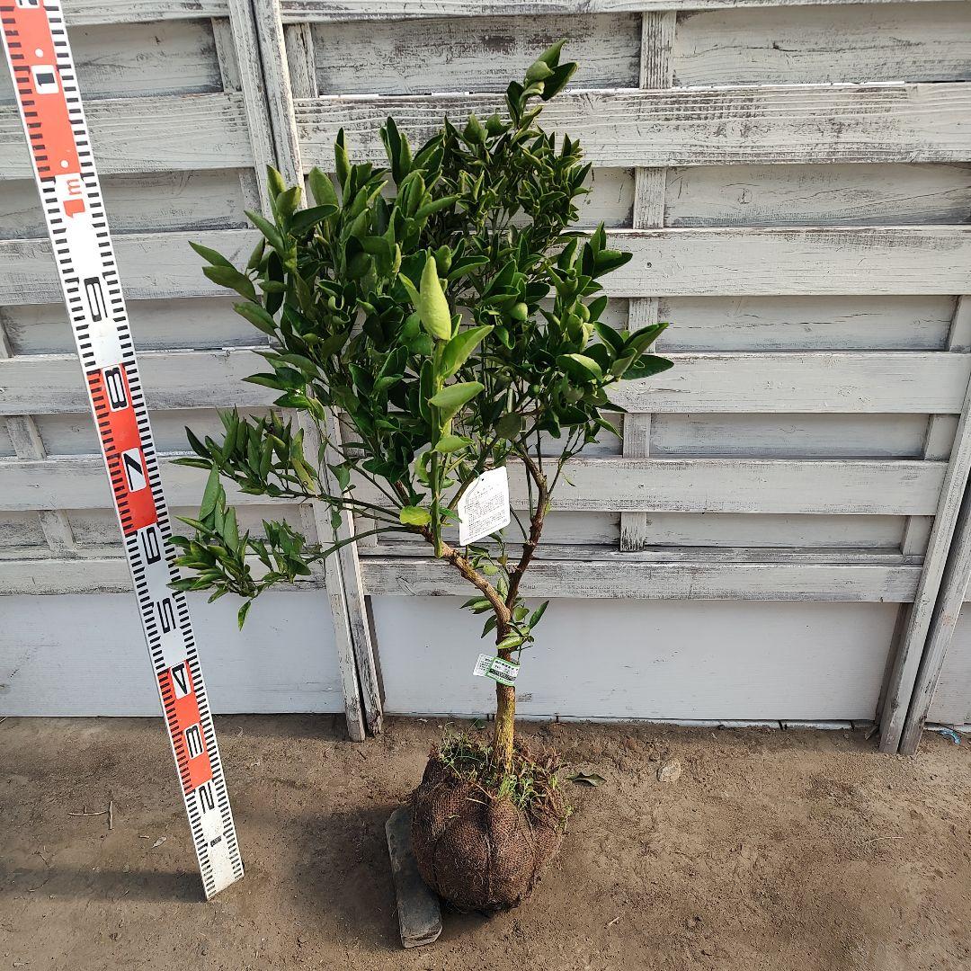 せとか 3年生 登録品種 苗木