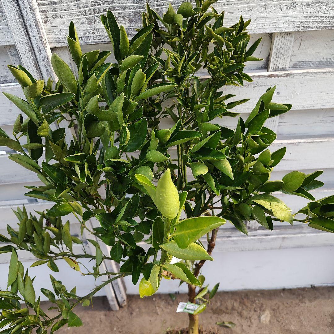 せとか 3年生 登録品種 苗木