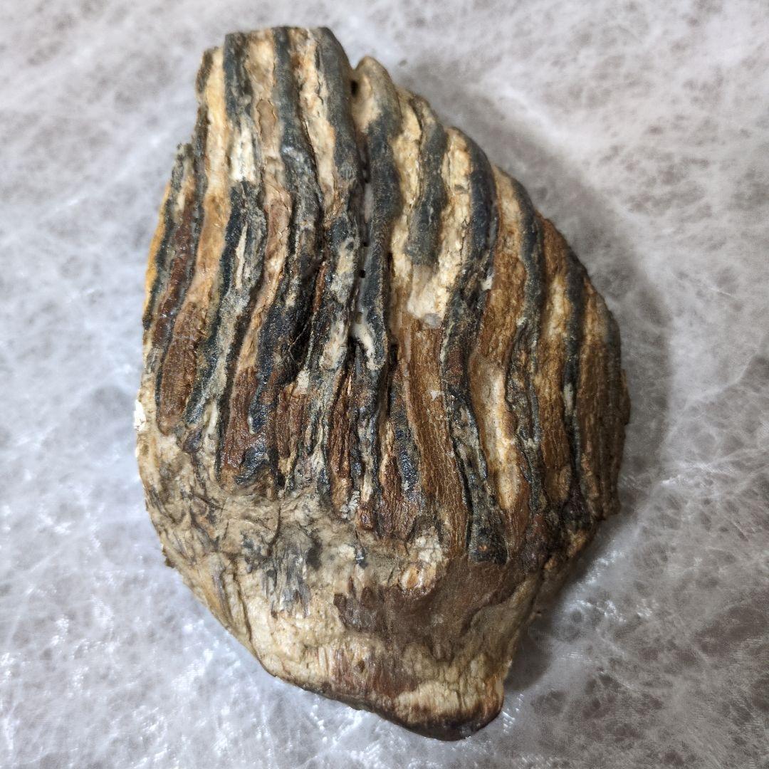 （希少）マンモス ナウマンゾウ 歯化石 臼歯