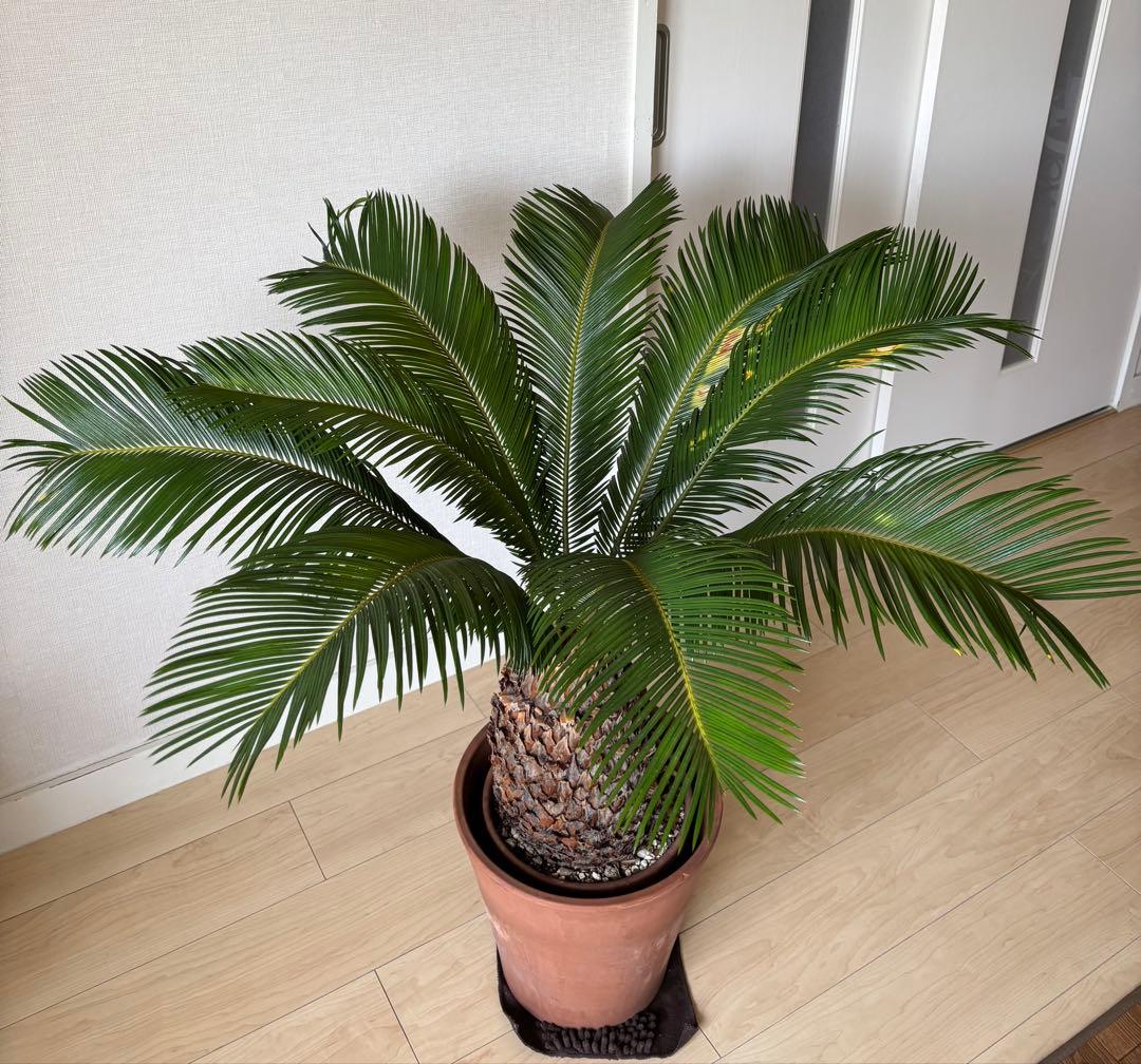 【希少】 極太　美株　ソテツ　　ドライガーデン　シンボルツリー