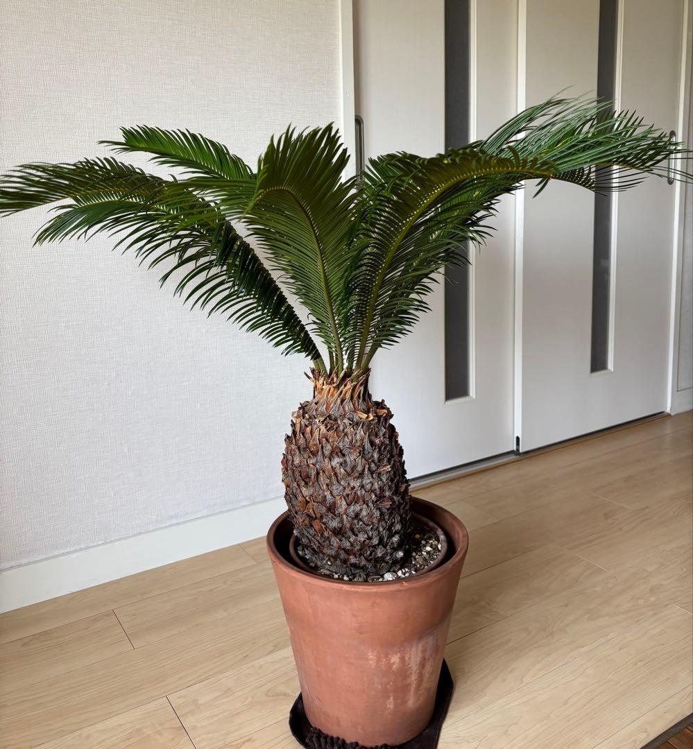 【希少】 極太　美株　ソテツ　　ドライガーデン　シンボルツリー