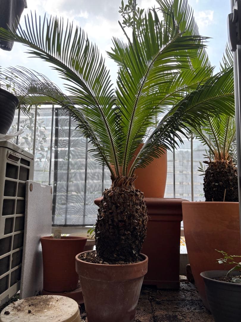 【希少】 極太　美株　ソテツ　　ドライガーデン　シンボルツリー