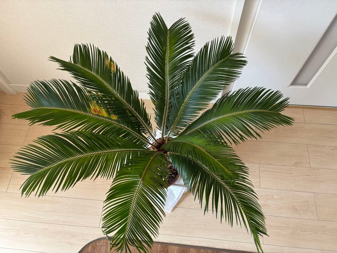 【希少】 極太　美株　ソテツ　　ドライガーデン　シンボルツリー