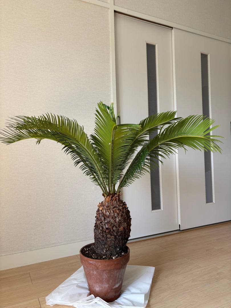 【希少】 極太　美株　ソテツ　　ドライガーデン　シンボルツリー