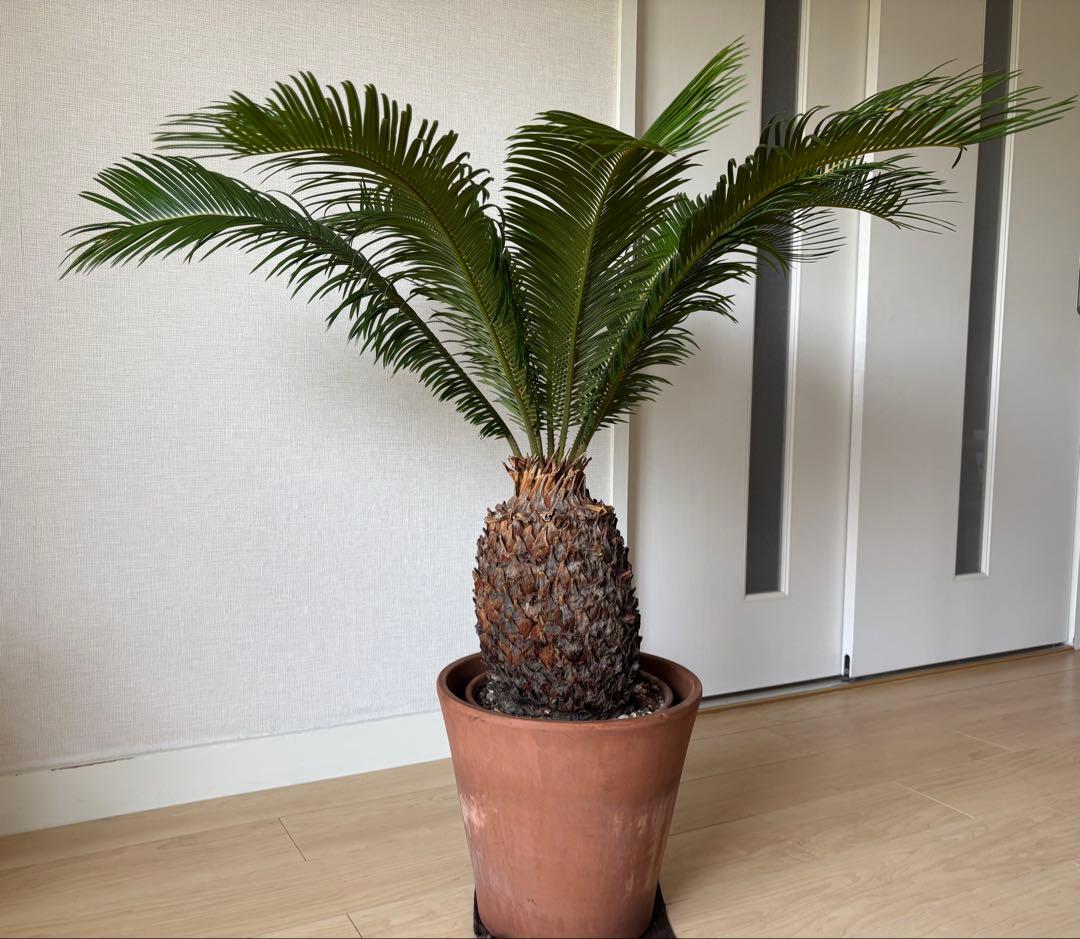 【希少】 極太　美株　ソテツ　　ドライガーデン　シンボルツリー