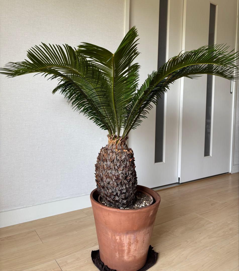 【希少】 極太　美株　ソテツ　　ドライガーデン　シンボルツリー