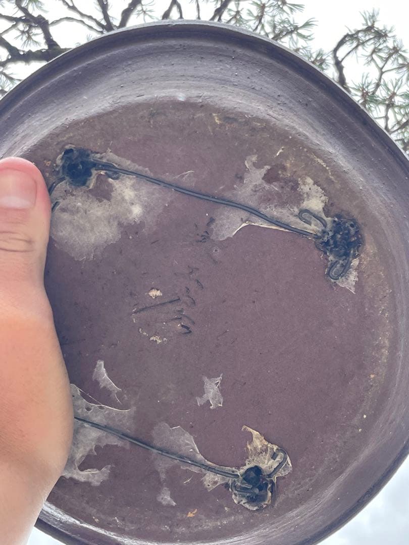 三河盆栽　五葉松　盆栽　九重