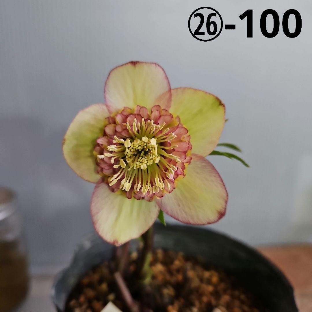 Sh様ご購入苗㉖-100㉖-156㉖-168㉖-183クリスマスローズ