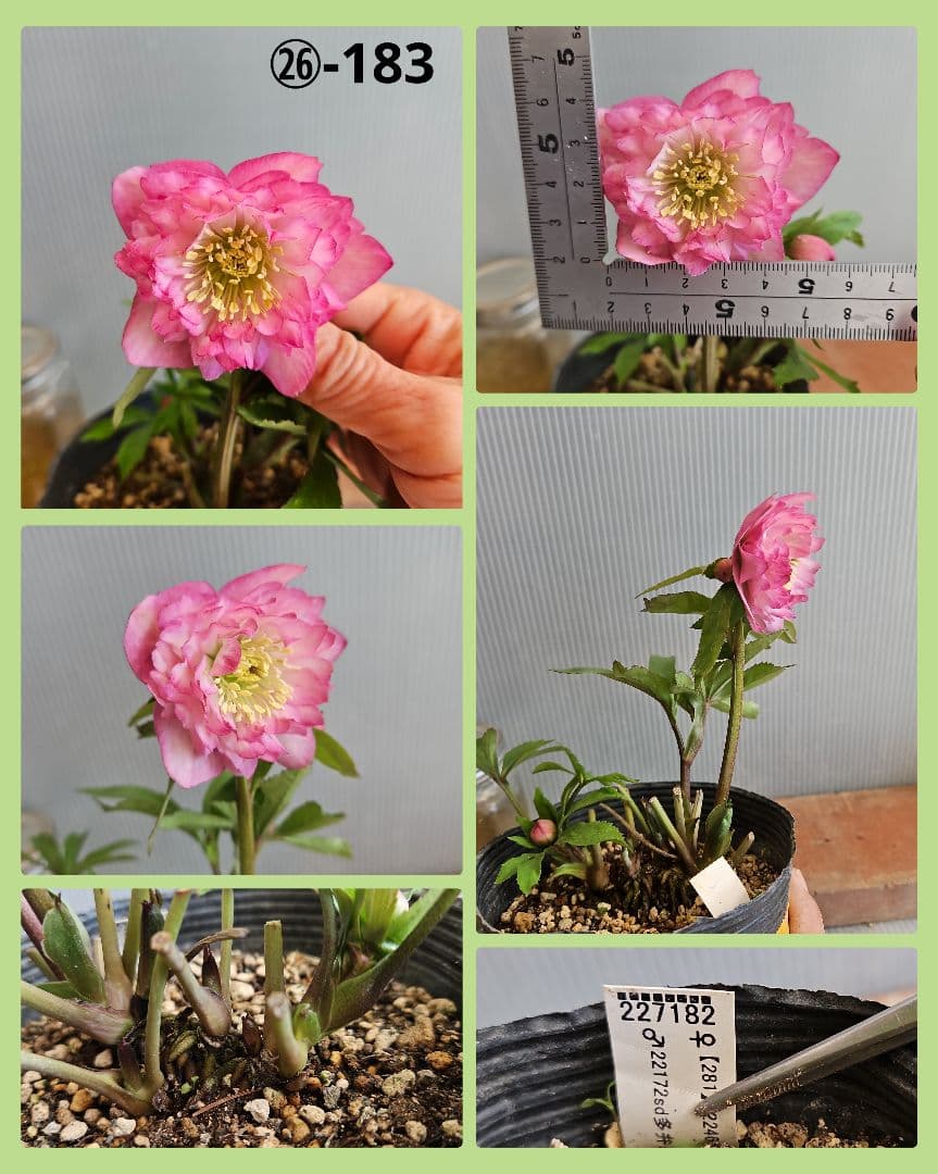 Sh様ご購入苗㉖-100㉖-156㉖-168㉖-183クリスマスローズ