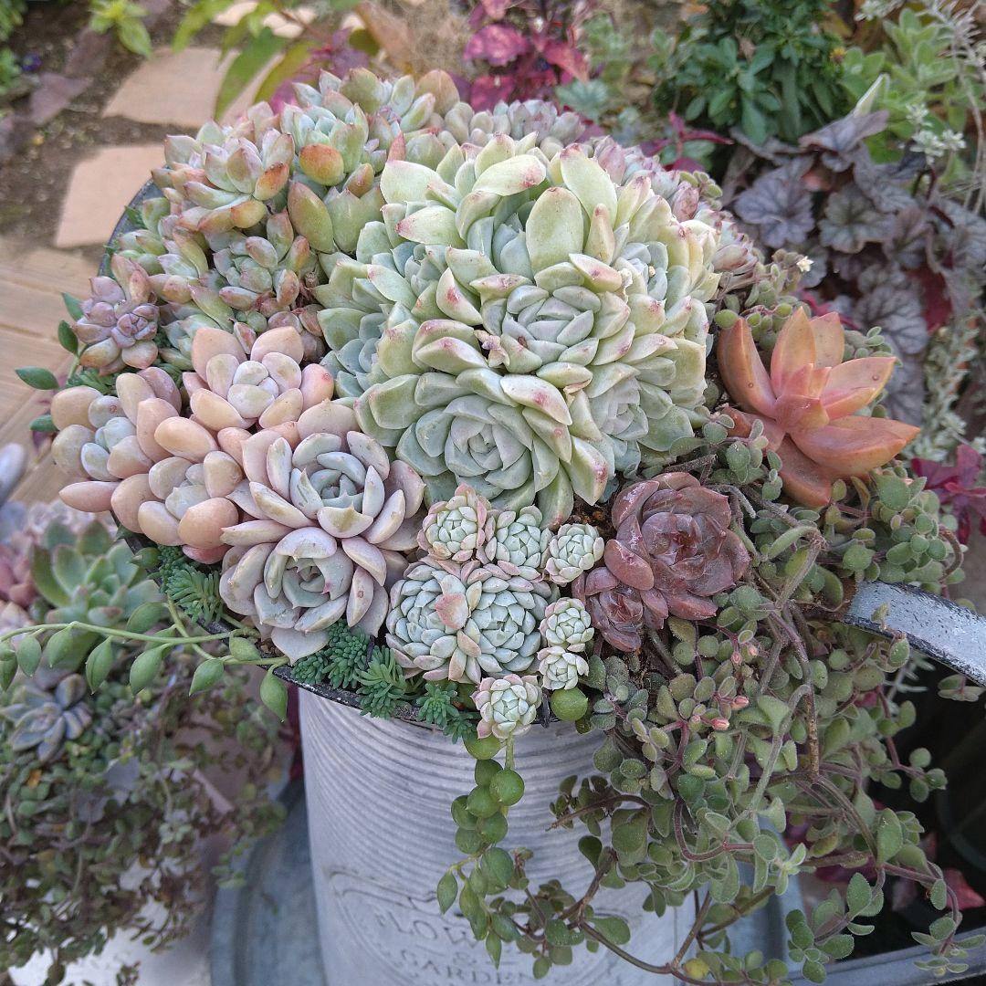 【超特大】多肉植物　そのまま飾れる寄せ植え　大きな大きなミルクピッチャー寄せ