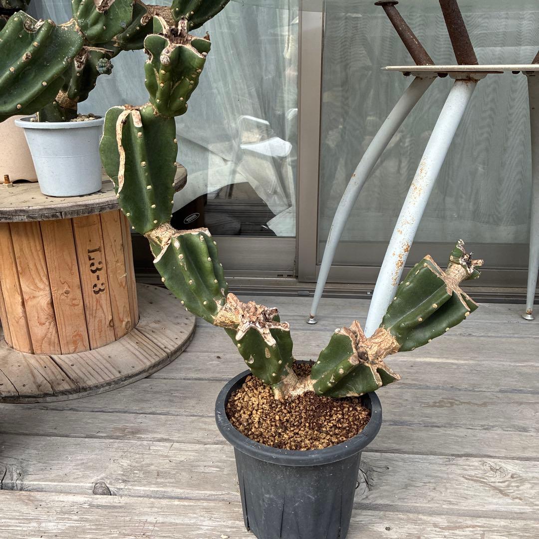 柱サボテン　棘無し　鬼面角　ブランチ　9月16日