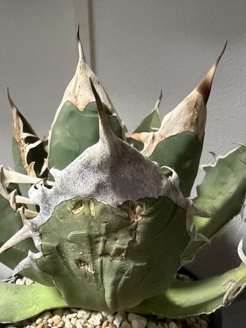 アガベ オアハカ オテロイ　oaxaca oteroi