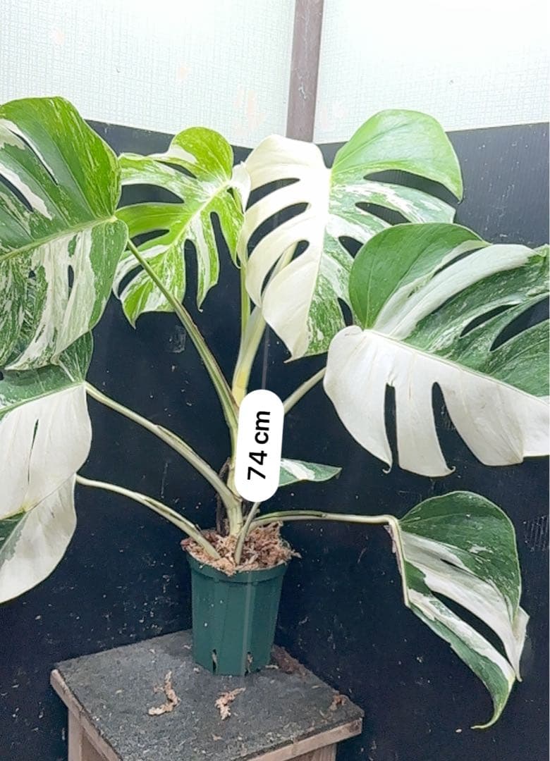 く*※様 斑入りモンステラ ホワイトタイガー極美大株74cm白斑多