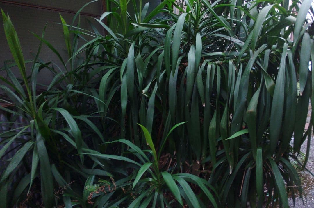 ドラセナ　×３株と、、