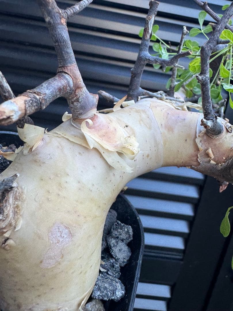 ソマリア産カタフ　コレクション株