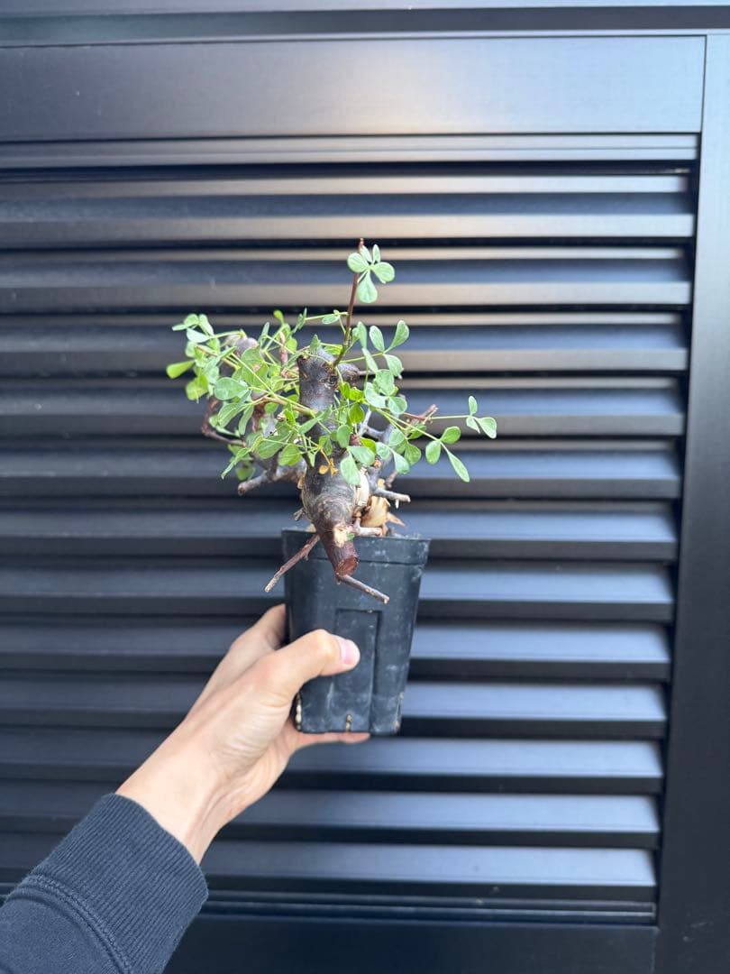 ソマリア産カタフ　コレクション株