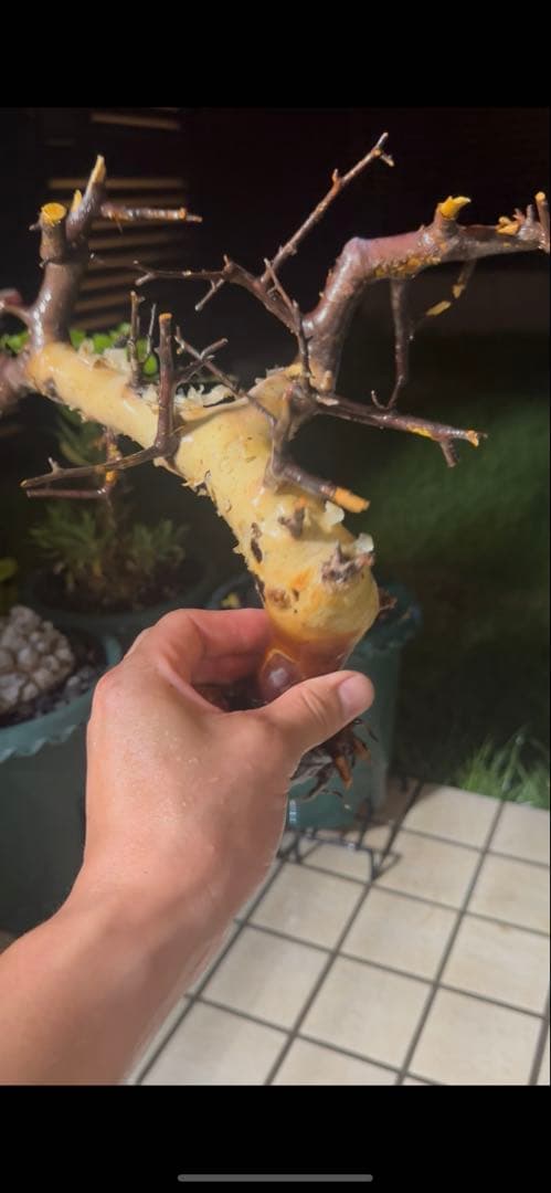 ソマリア産カタフ　コレクション株