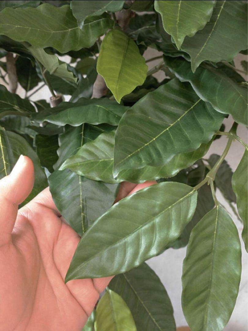 光触媒　人工観葉植物　ウォールグリーン　フェイクグリーン　コーヒーの木g@'t