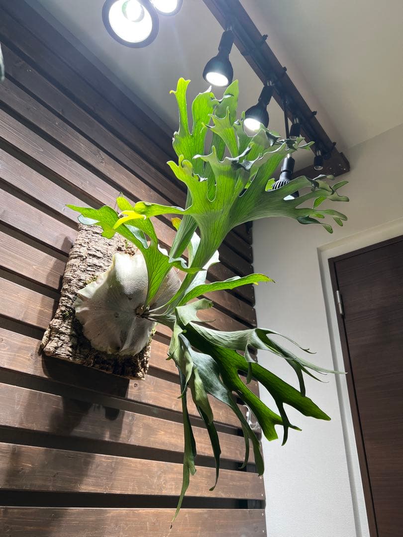 P.Hillii .Dragon OC① | ヒリー　ドラゴン　板付