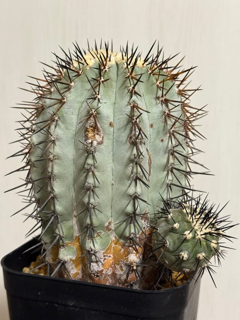 【大株】コピアポア シネレア 黒王丸 現地球 カキコ 発根済み 山木