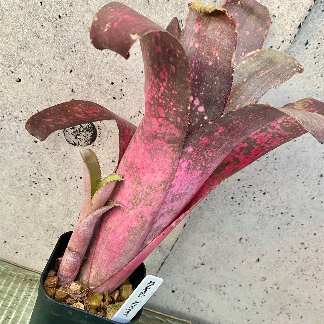 子株付きです！太めの株！タンクブロメリア　ビルベルギア『After glow』