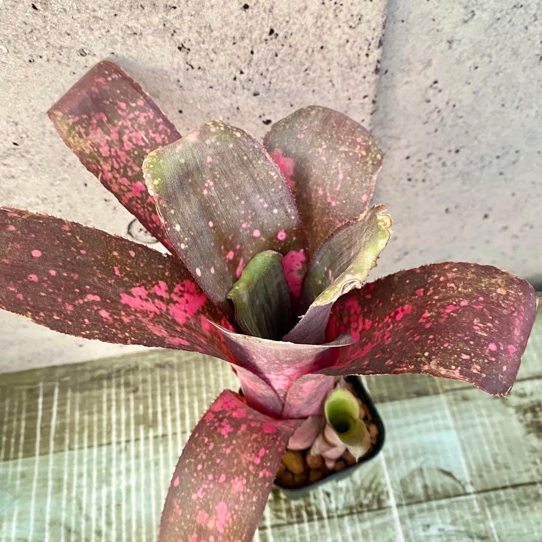 子株付きです！太めの株！タンクブロメリア　ビルベルギア『After glow』