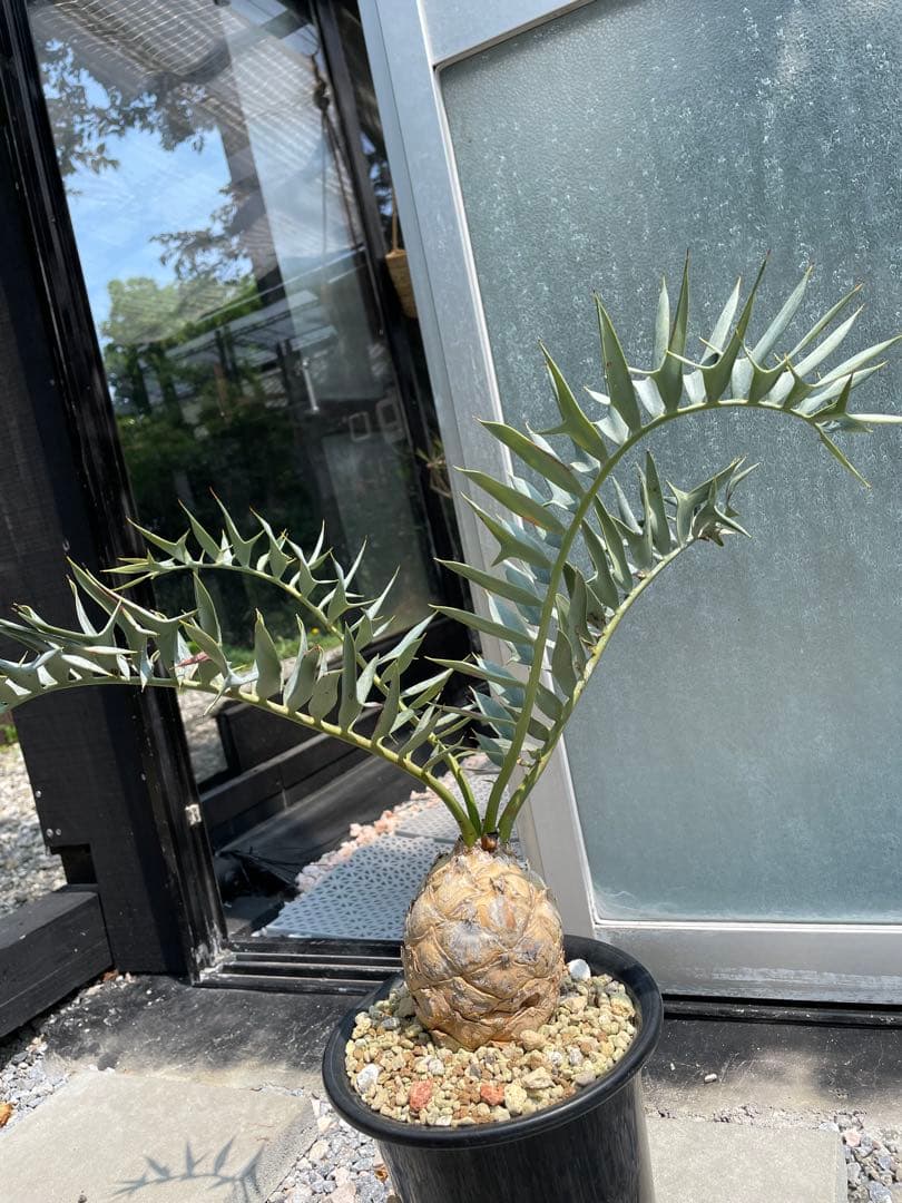 Encephalartos ホリダス　発根済み
