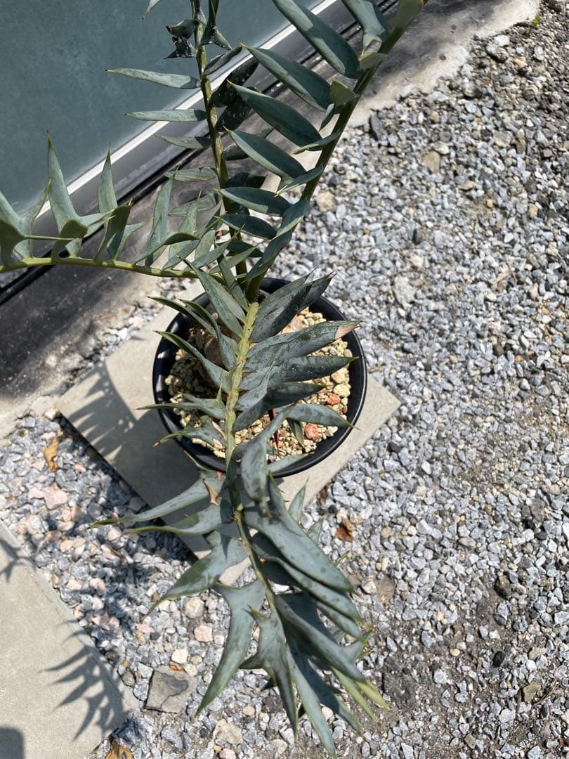 Encephalartos ホリダス　発根済み