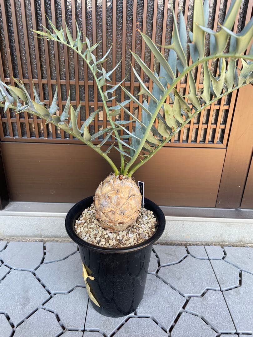 Encephalartos ホリダス　発根済み