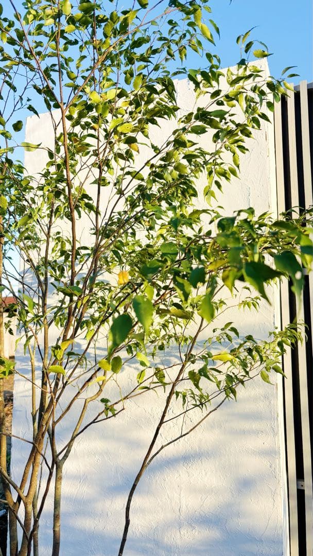 超逸品。山採りハイノキ株立ち2.6M(鉢底から)