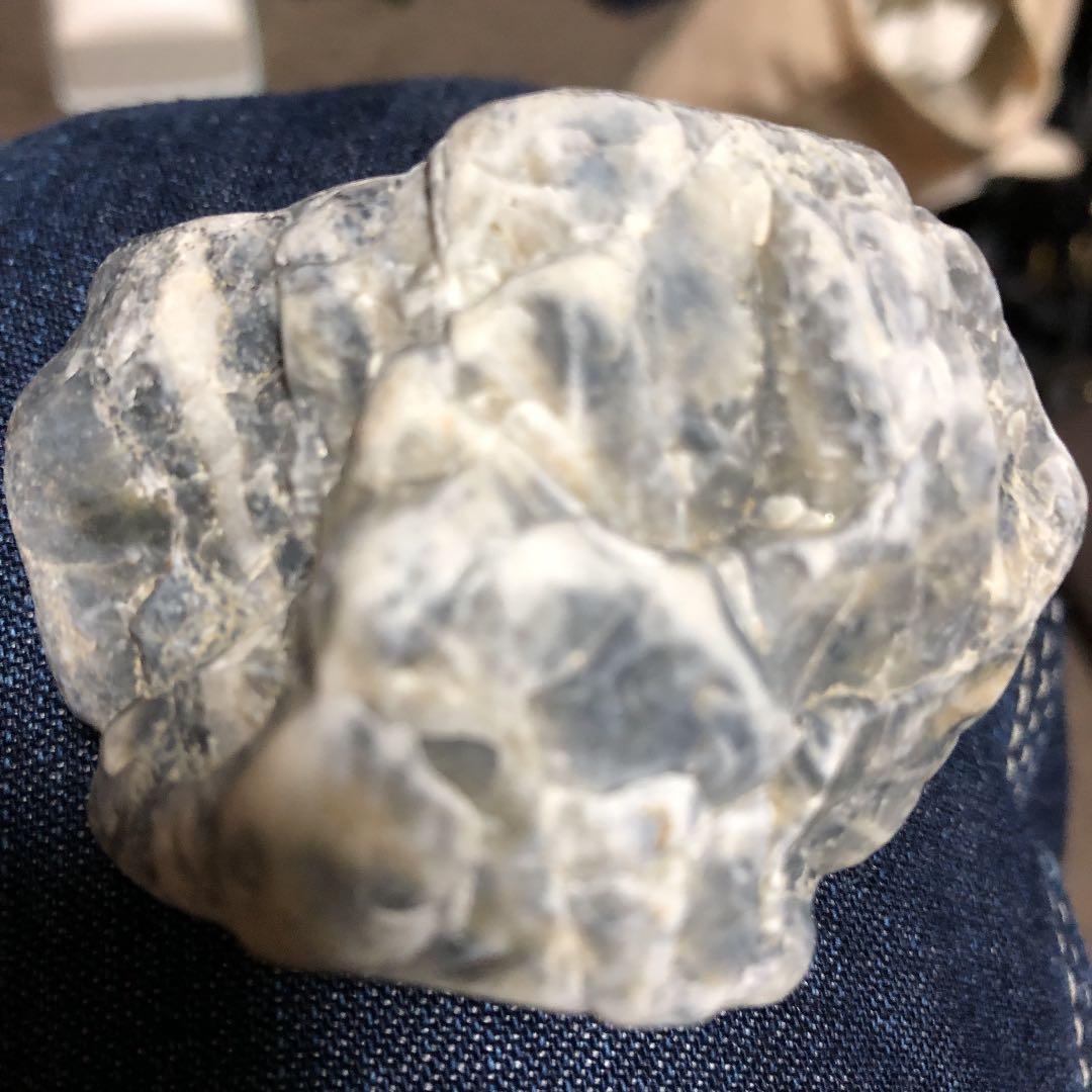 イボタの石です。